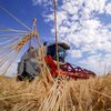 "Порада для селян - почекати": економіст розповіла, коли в Україні зростуть ціни на землю