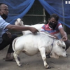Диво у Бангладеші: крихітна корова претендує на звання найменшої у світі