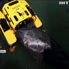 Робот-ненажера поглинає сміття у французькому порту (відео)