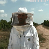 Робот з Ізраїлю рятуватиме бджіл від вимирання