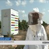 В Ізраїлі відновлюють популяцію бджіл за допомогою вуликів-роботів