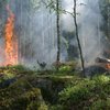 В Алжире "зверствуют" смертоносные лесные пожары (видео)