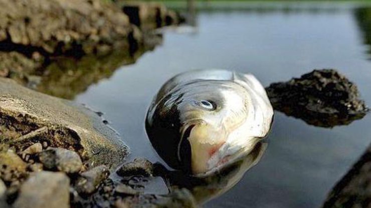 Рыба гибнет / Фото: sq.com.ua