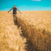 В Украине будет рекордный урожай пшеницы: что будет с курсом гривны