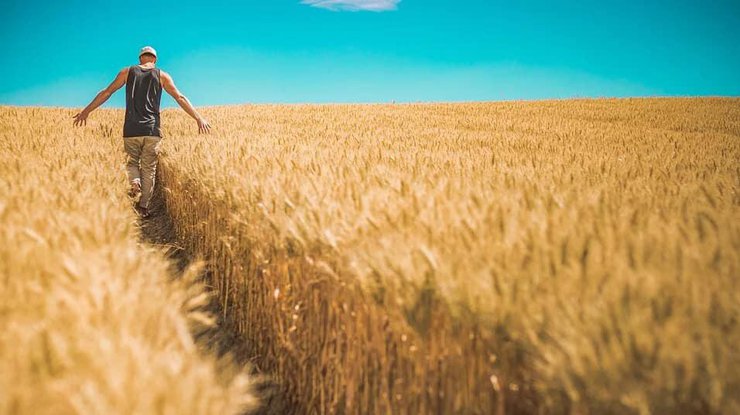 Украина ждет рекордный урожай пшеницы