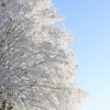 Зима начнется рано: когда в Украине выпадет первый снег 