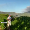 Лісові пожежи дісталися Ізраїля: евакуювали жителів кількох сіл