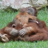 Зоопарк у Іспанії поповнився дитинчам орангутанга