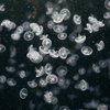 "Ужасное море": на украинском отдыхе засняли кишащую медузами воду 