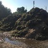 Пляжи Бердянска "затягивают" тонны водорослей