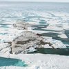 Самый северный остров планеты: ученые сделали невероятное открытие