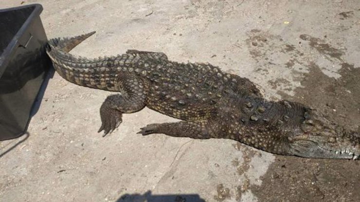 Крокодил / Фото: Херсонці