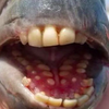 В США поймали редкую рыбу с человеческими зубами (фото)