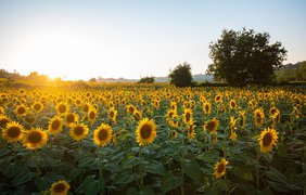 В Украину после похолодания и мощных ливней возвращается жара 