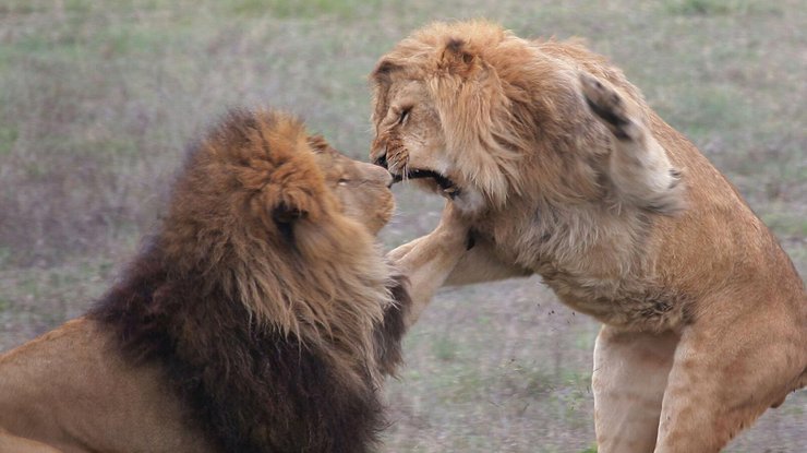 Дети подверглись нападению диких львов/ фото: РИА Новости