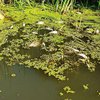 В Житомире в реку попали тысячи кубометров нечистот: Тетереву грозит экологическая катастрофа (видео)