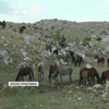 Фермери Боснії відстрілюють диких коней