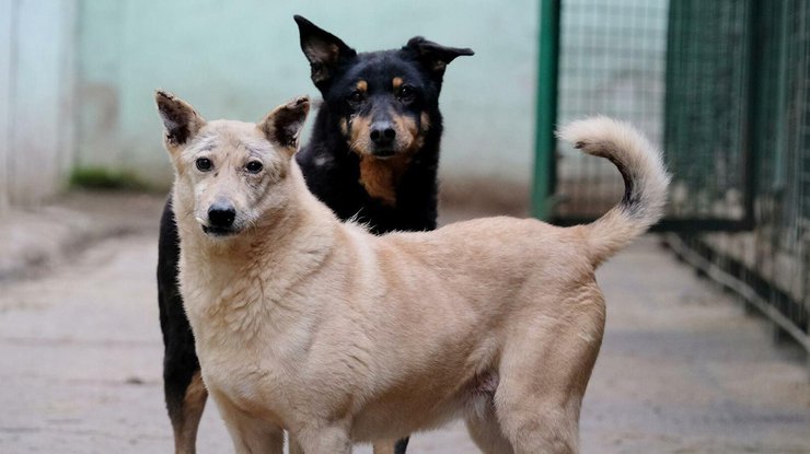 Собаки пострадали от жестокого обращения/ фото: РИА Новости