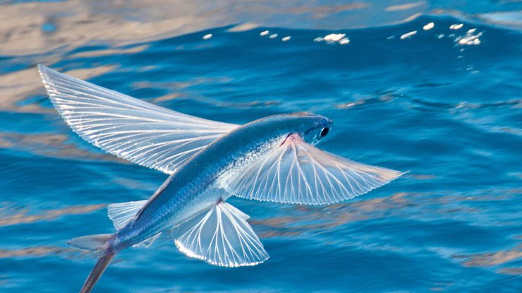 Открытием стал ряд представителей летучих рыб/ фото: Pixabay