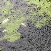 Экологи бьют тревогу: в реке Тетерев массово гибнет рыба