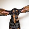 Собака с самыми длинными ушами попала в Книгу рекордов Гиннеса (фото, видео)
