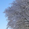 Ранние заморозки: синоптики дали прогноз погоды в Украине на зиму 