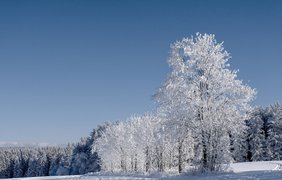 Без осадков и мороз: прогноз на 12 января
