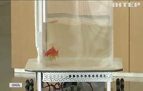 Вчені навчили золотих рибок керувати роботом