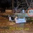 В Киеве огромное дерево раздавило в автомобиле мужчину и женщину (фото, видео)