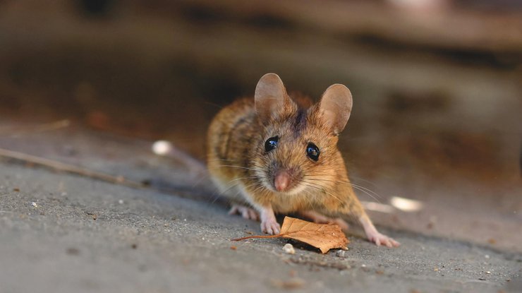 Фото: мышь
