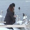 На водосховищі Хмельницької АЕС оселилися сотні білих лебедів