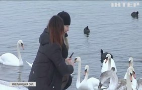На водосховищі Хмельницької АЕС оселилися сотні білих лебедів