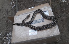 В Черновцах посреди улицы нашли мертвое экзотическое животное