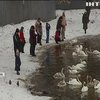 Лебеді оселилися на березі Дніпра у Києві