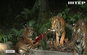 Передноворічні подарунки отримали тигри в зоопарку Сінгапура