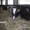 Змілілі "молочні ріки": чому з українських базарів зникає домашнє молоко?