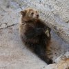 В Ташкентском зоопарке мать бросила дочь в вольер к медведю (видео)