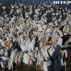 Пелікани мігрують до сонячної Мексики: чим зацікавлюють іноземців