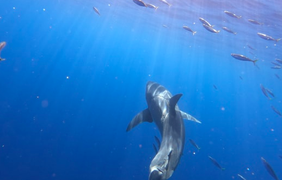 В Мексике заметили огромную акулу с необычным шрамом (фото) 