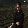 У гірському селі Ворочово нарешті почали збирати картоплю