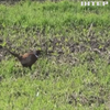 На Волині відроджують популяцію диких фазанів