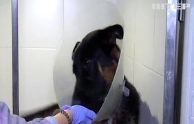 В Одесі всім містом рятують фронтового собаку Чека