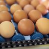 Не має об’єктивних підстав: АМКУ перевіряє стрімке подорожчання яєць