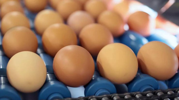 Яйця подорожчали до 70-80 грн за десяток