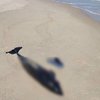 Агресія росії: в Чорному морі загинули 50 тисяч дельфінів 