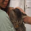 Ветеринар зі США безкоштовно лікує тварин в Ірпінській клініці
