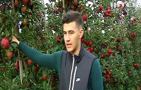 Буковинські яблука: чому ціна на найпопулярніший в Україні фрукт зростає?