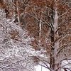 У Києві очікується сильний снігопад: погода на 18 листопада