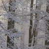 Сніг та ожеледиця: ДСНС попредила про небезпечну негоду в Україні