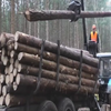 Завдання тилових регіонів - допомогти силам оборони та населенню пережити зиму: як запасаються дровами волиняни